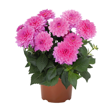 Георгина Hypnotica Pink