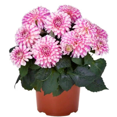 Георгина Hypnotica Rose Swirl