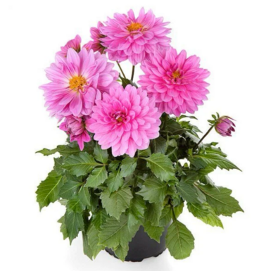 Георгина Labella Gigante Pink