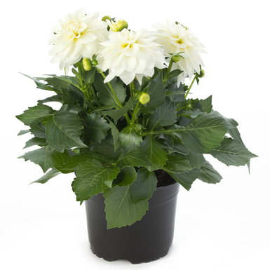 Георгина Labella Grande White