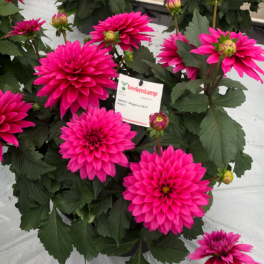 Георгина Labella Maggiore Deep Rose