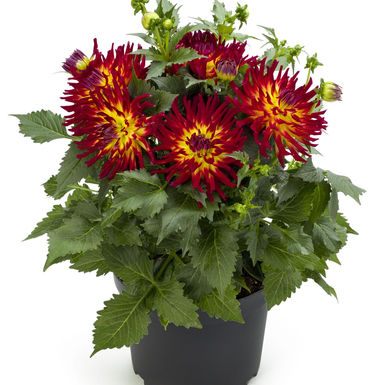 Георгина Labella Maggiore Fun Fire