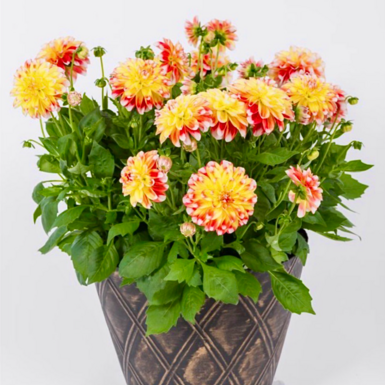 Георгина Lubega Power Tricolor