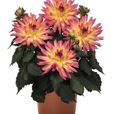 Георгина XXL Laredo