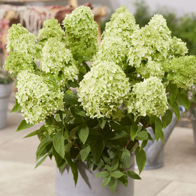 Гортензия метельчатая Gardenlight Greenlight