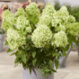 Гортензия метельчатая Gardenlight Greenlight