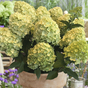 Гортензия метельчатая Gardenlight Lemonlight