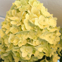 Гортензия метельчатая Gardenlight Lemonlight