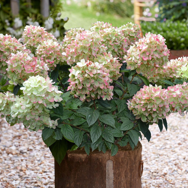 Гортензия метельчатая Gardenlight Pinklight