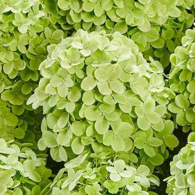 Гортензия метельчатая Pancetta