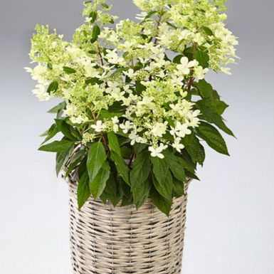 Гортензия метельчатая Pandria