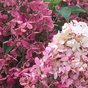 Гортензия метельчатая Pandria