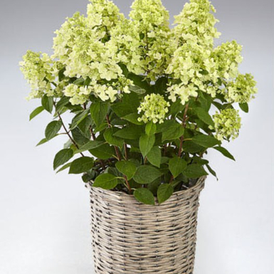 Гортензия метельчатая Panflora