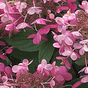 Гортензия метельчатая Panflora