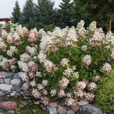 Гортензия метельчатая Tickled Pink