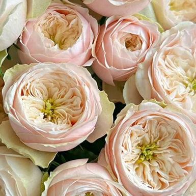 Чайно-гибридная роза Дарлигтон (Darlington)