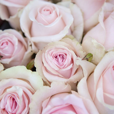 Чайно-гибридная роза Свит Доломити (Sweet Dolomiti)