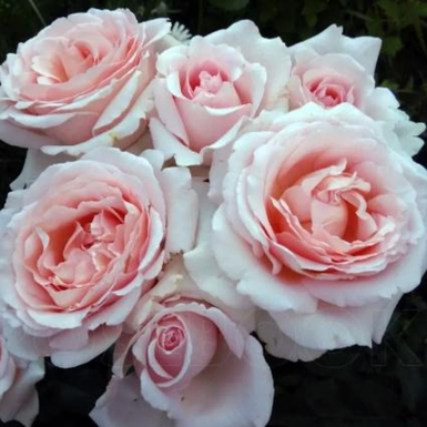 Чайно-гибридная роза Андре ле Нотр (Andre Le Notre)