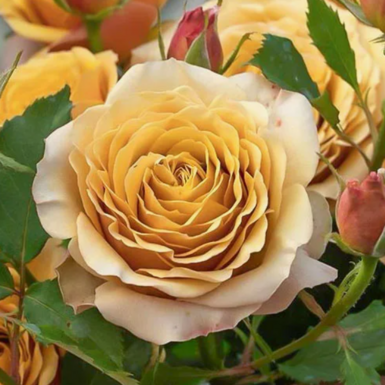 Чайно-гибридная роза Голден Мустард (Golden Mustard)