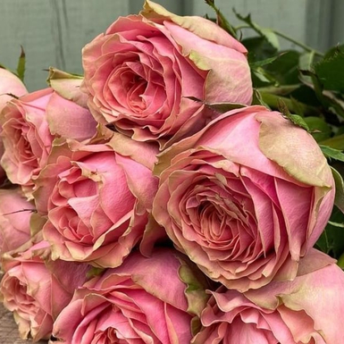 Чайно-гибридная роза Вайлд Лук (Wild Look)