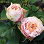 Чайно-гибридная роза Вайлд Лук (Wild Look)
