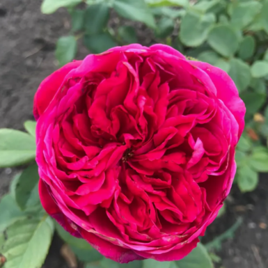 Чайно-гибридная роза Алан Сушон (Alain Souchon)