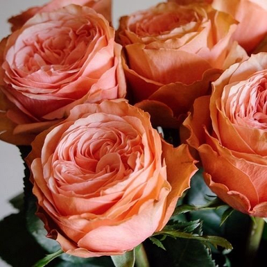 Чайно-гибридная роза Кахала (Kahala)