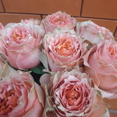 Чайно-гибридная роза Лойс Лейн (Lois Lane)