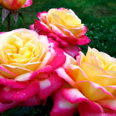 Чайно-гибридная роза Пульман Ориент Экспресс (Pullman Orient Express)