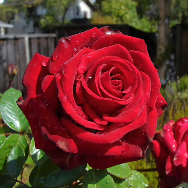 Чайно-гибридная роза Эксплорер (Explorer)