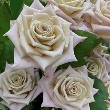 Роза чайно-гибридная Мента (Menta)