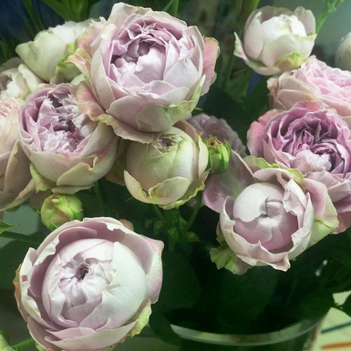 Роза чайно-гибридная Сильвер Лейс (Silver Lace)