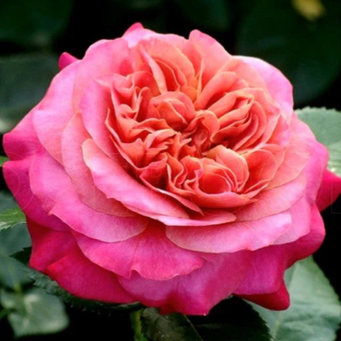 Роза чайно-гибридная Сурир Де Довиль (Sourire De Deauville)