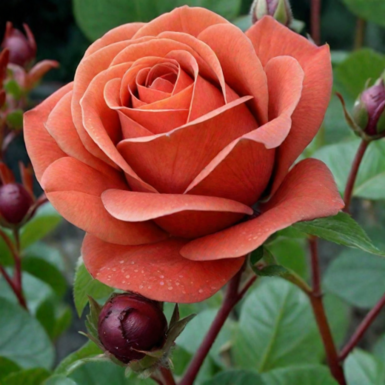 Роза чайно-гибридная Терракота (Terracotta)