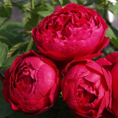 Роза чайно-гибридная Аскот (Ascot)