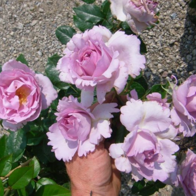 Роза чайно-гибридная Ля Роз дю Пти Пранс (La Rose du Petit Prince)