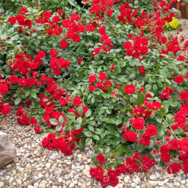 Роза почвопокровная Ред Каскад (Red Cascade)