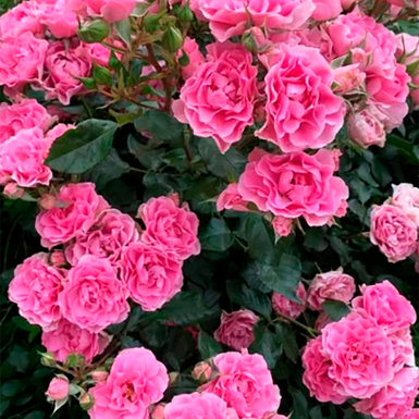 Роза флорибунда Ай Эм Грейтфул (I am Grateful)