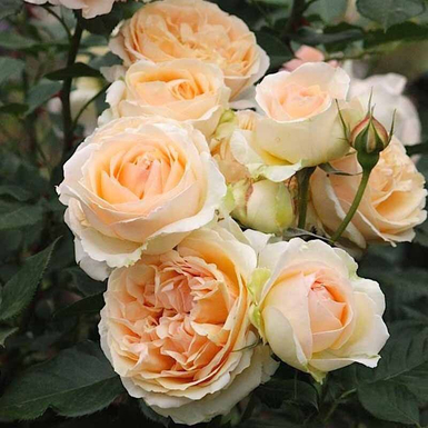 Роза флорибунда Женевьев Орси (Genevieve Orsi)