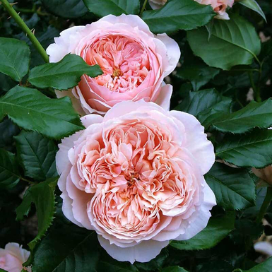 Роза японская Масора (Masora)