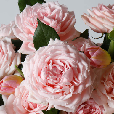 Роза японская Принцесса Хитоми (Princess Hitomi)