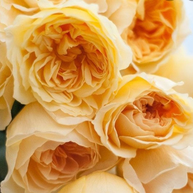 Роза японская Ликохоталу  (Likuhotalu)