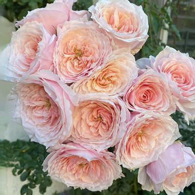 Роза японская Тсумуги (Tsumugi)