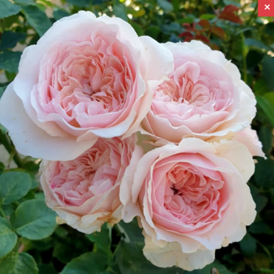 Роза японская Шиоли (Shioli)