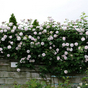 Роза плетистая Эш Венсдей (Ash Wednesday)