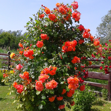 Роза плетистая Вестерленд (Westerland)