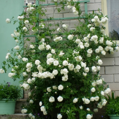 Роза плетистая Мадам Плантье (Madame Plantier)