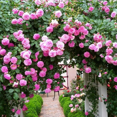 Роза плетистая Лавендер Лесси (Lavender Lassie)