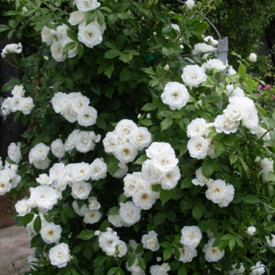 Роза плетистая Айсберг (Iceberg)