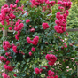 Роза плетистая Лагуна (Laguna)